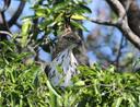 Crested Hawk-Eagle