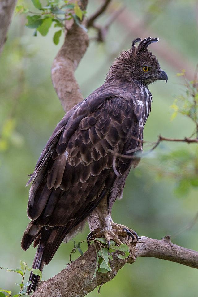 Crested Hawk-Eagle