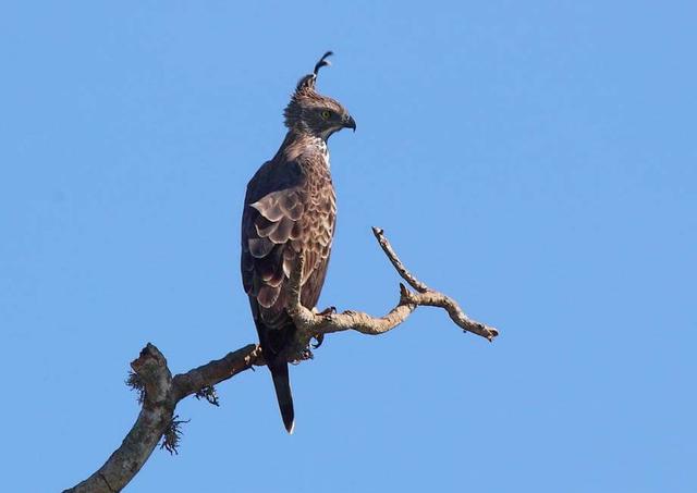 Crested Hawk-Eagle