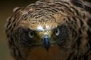 Crested Serpent Eagle