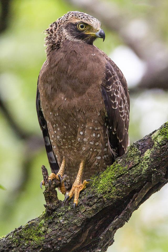 Crested Serpent Eagle