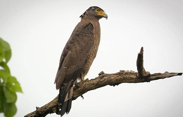 Crested Serpent Eagle