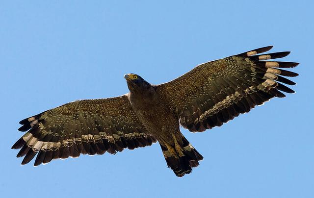 Crested Serpent Eagle