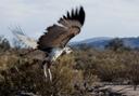 Crowned solitary eagle