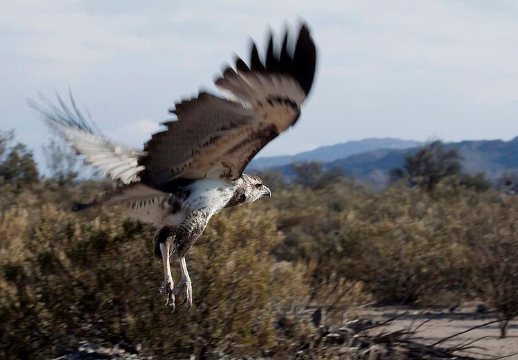 Crowned solitary eagle