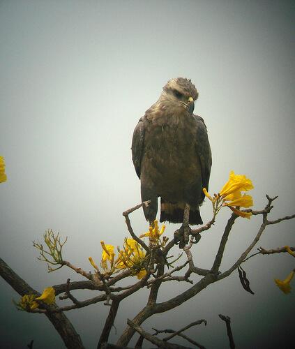 Crowned solitary eagle