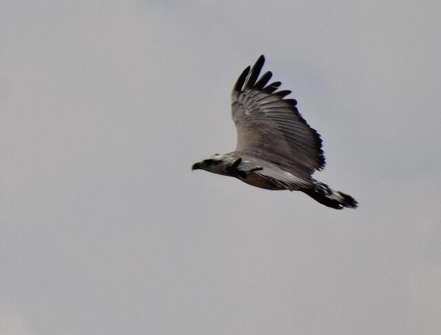 Crowned solitary eagle