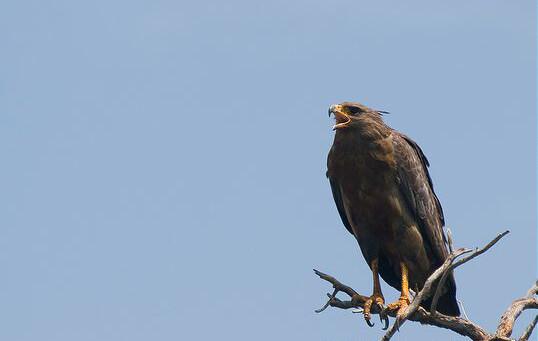 Crowned solitary eagle