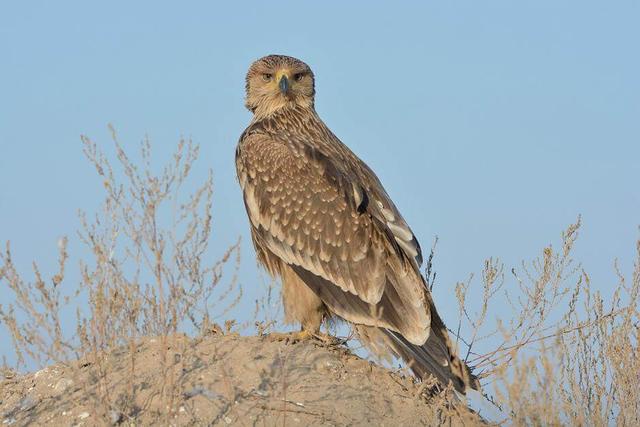 Eastern imperial eagle