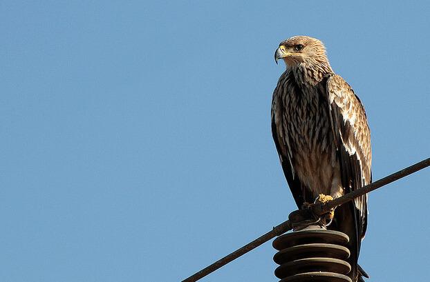 Eastern imperial eagle