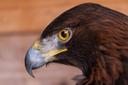 Golden eagle