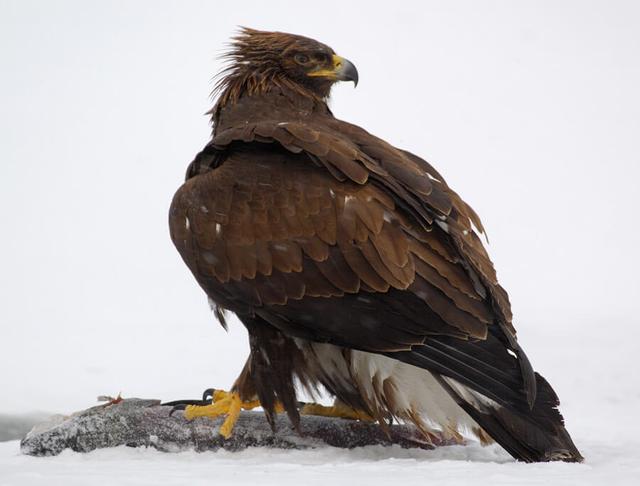 Golden eagle