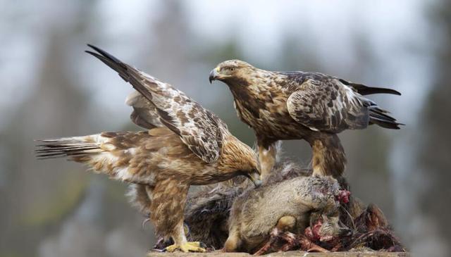 Golden eagle