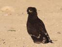 Greater Spotted Eagle