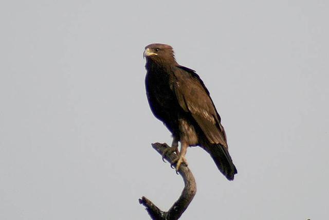 Greater Spotted Eagle