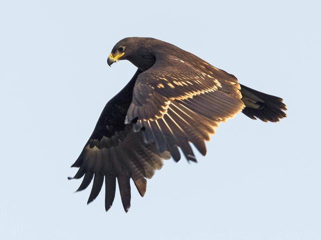 Greater Spotted Eagle