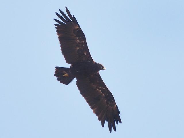 Greater Spotted Eagle