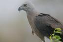 Grey-headed fish eagle