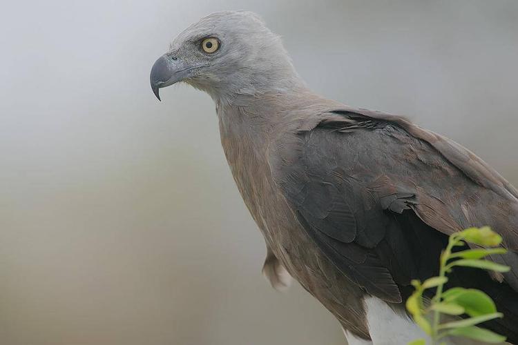 Grey-headed fish eagle