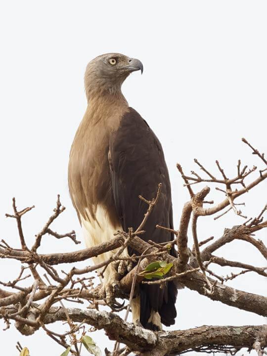 Grey-headed fish eagle