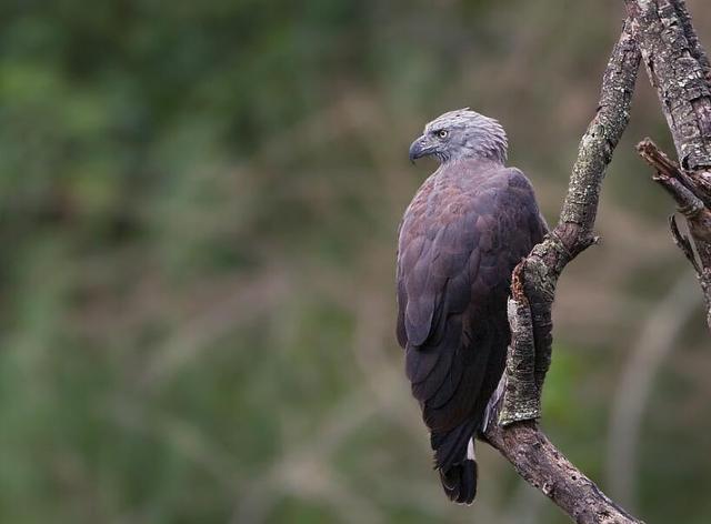 Grey-headed fish eagle