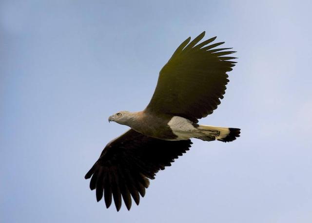 Grey-headed fish eagle