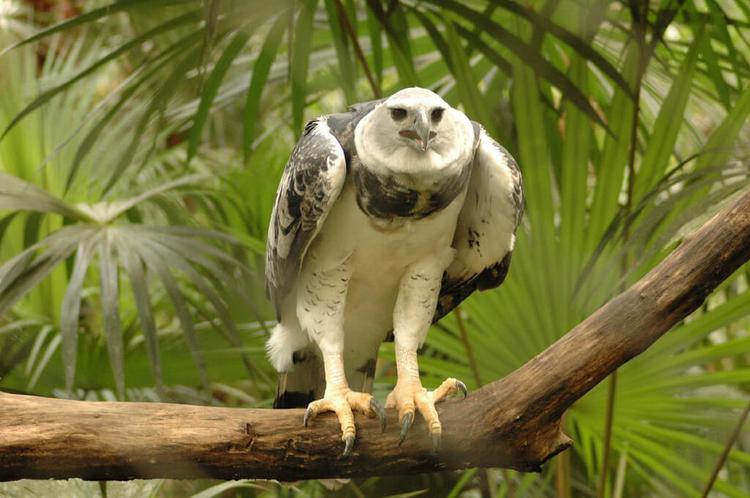 Harpy eagle