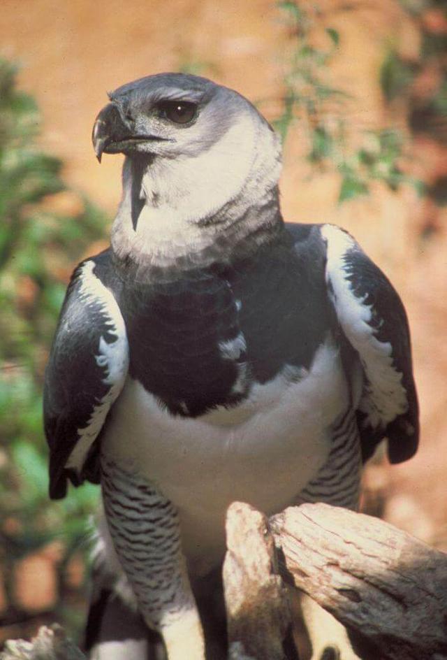 Harpy eagle