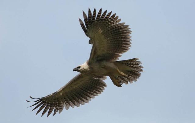 Harpy eagle