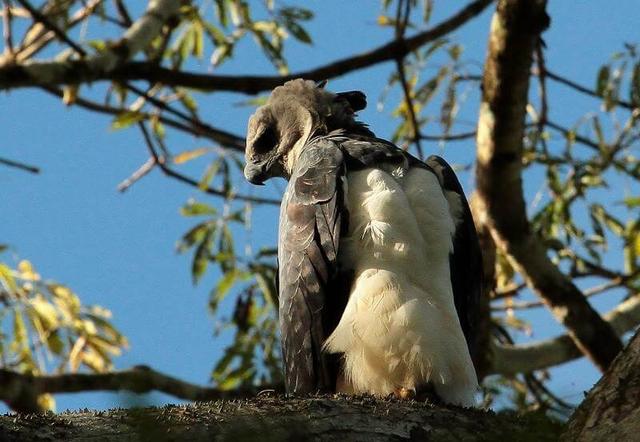 Harpy eagle