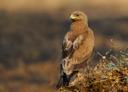 Indian Spotted Eagle