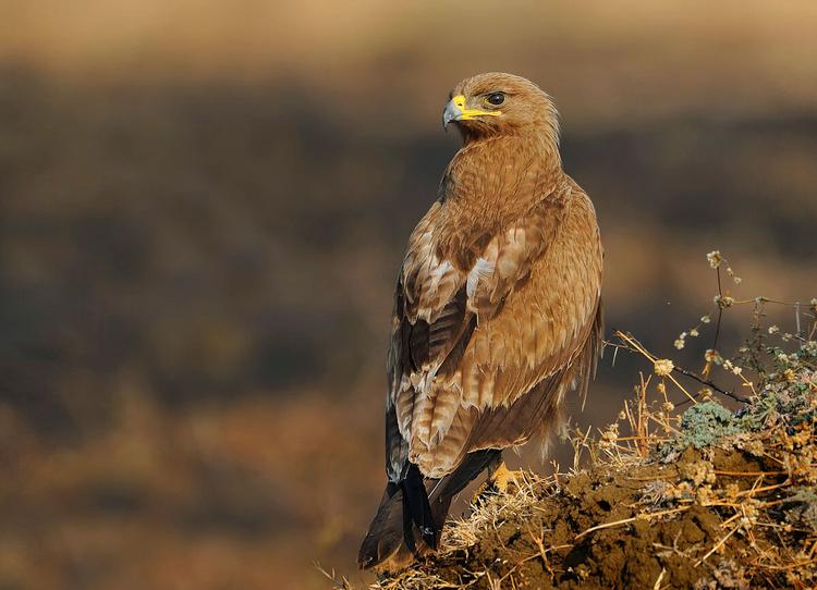 Indian Spotted Eagle