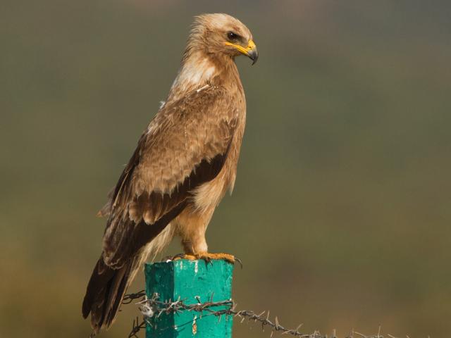 Indian Spotted Eagle