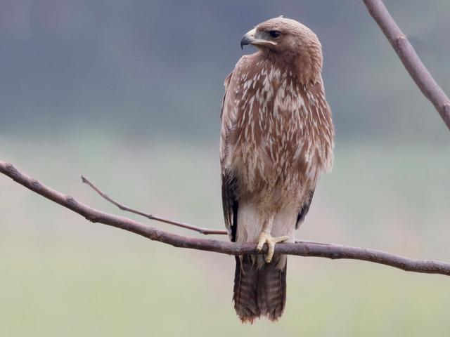 Indian Spotted Eagle