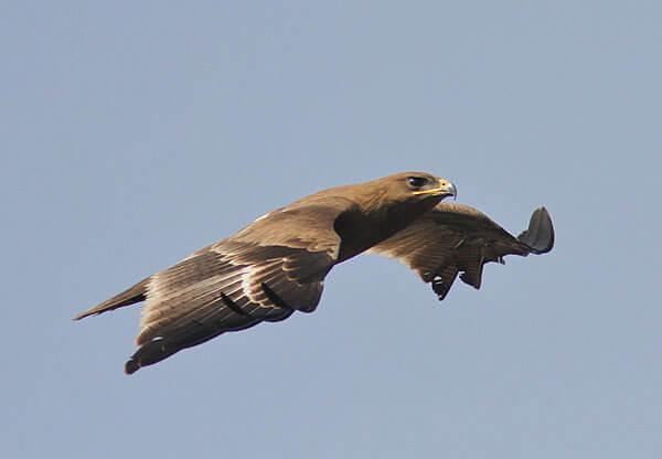 Indian Spotted Eagle