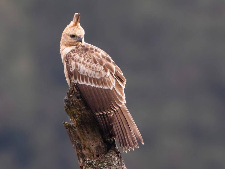 Javan Hawk-Eagle