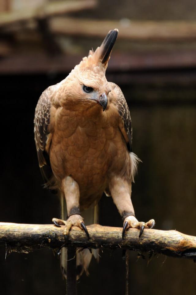 Javan Hawk-Eagle