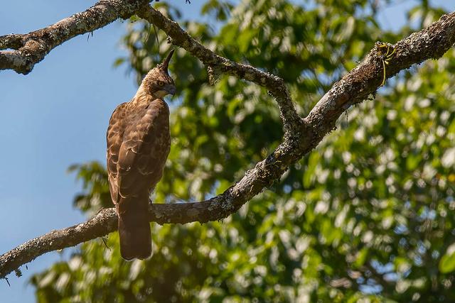 Javan Hawk-Eagle