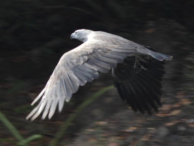 Lesser Fish-Eagle