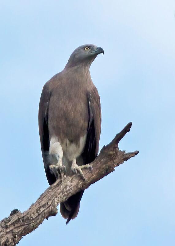 Lesser Fish-Eagle