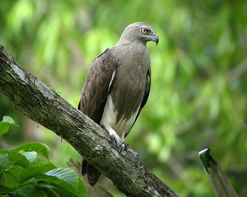 Lesser Fish-Eagle