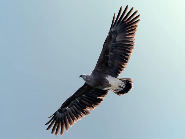 Lesser Fish-Eagle