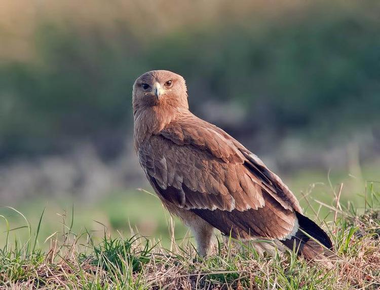 Lesser Spotted Eagle