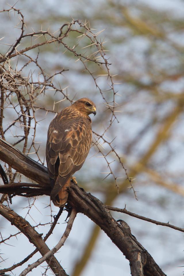 Lesser Spotted Eagle