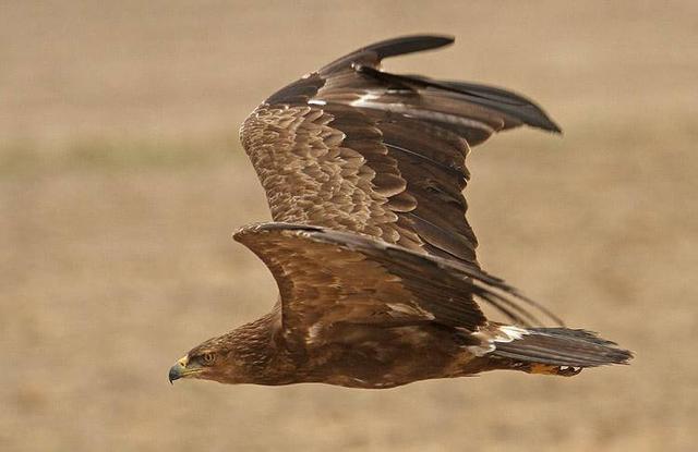 Lesser Spotted Eagle