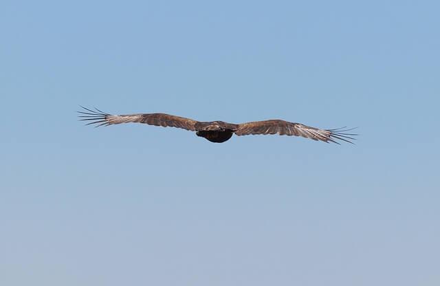 Lesser Spotted Eagle