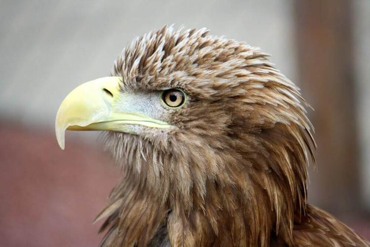 White-tailed eagle