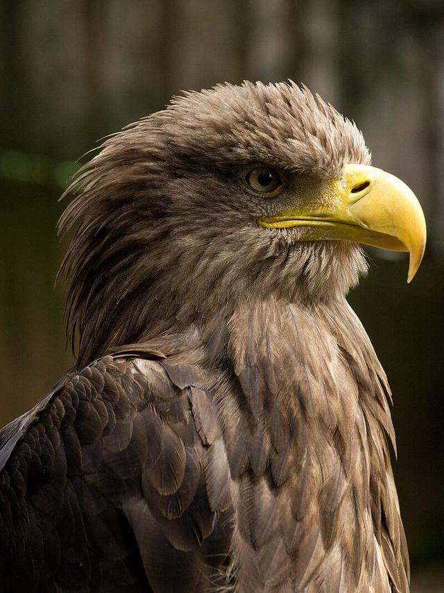 White-tailed eagle