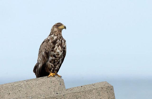 White-tailed eagle