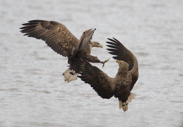 White-tailed eagle